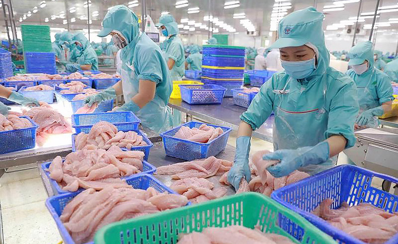 Headway JSC Vận Chuyển 23,310 Tấn Cá Tra Xuất Khẩu Đi Brazil Trong 9 Tháng Đầu Năm 2024